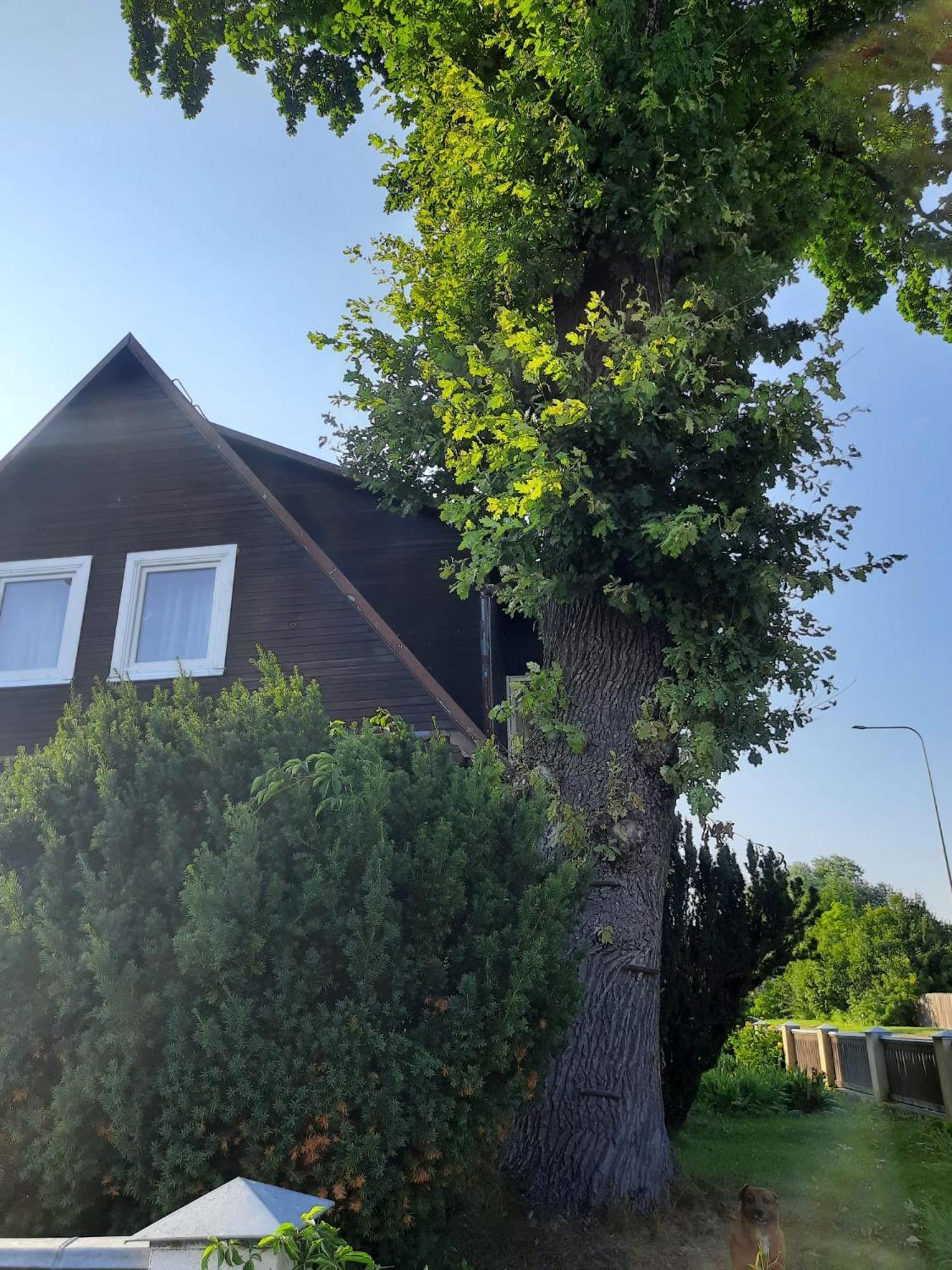 Prie Azuolo Apartman Zarasai Kültér fotó